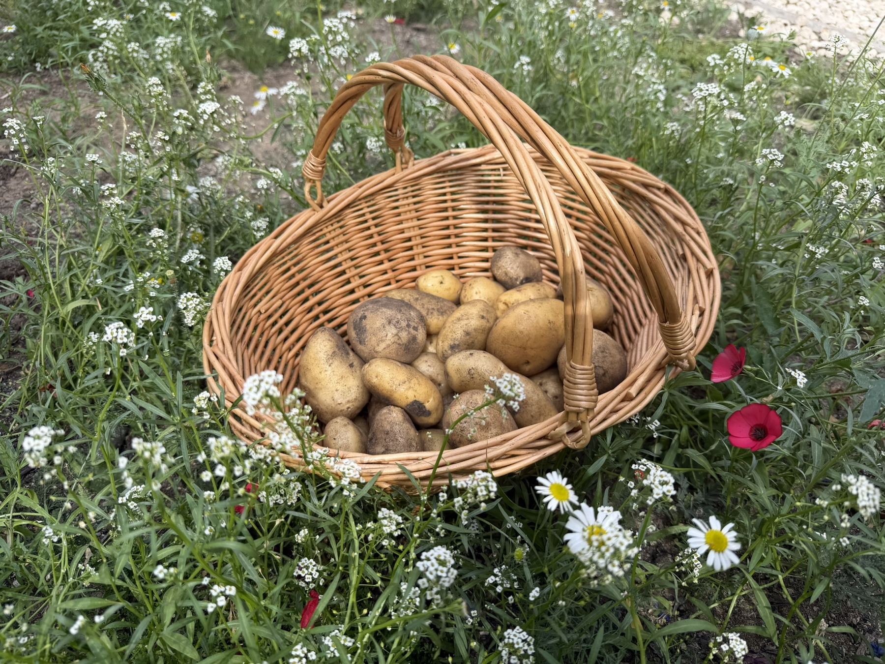 Potatoes lifted from the kitchen garden