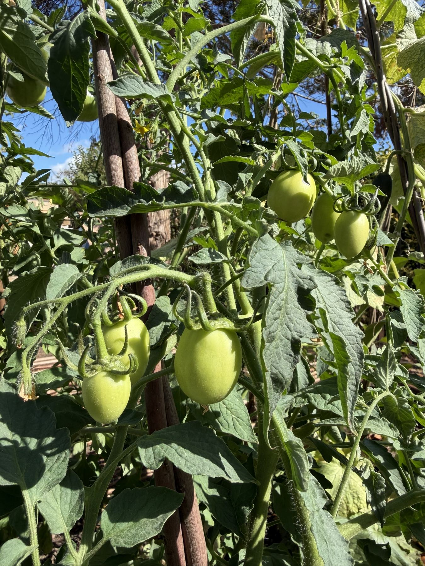 Tomatoes ripening on the vine