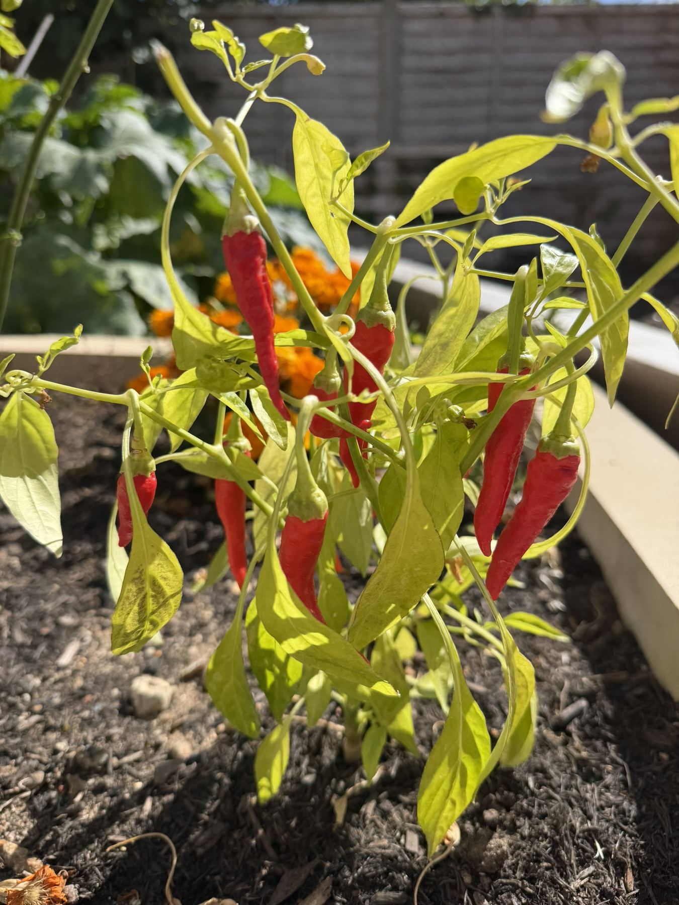 Chillies in the raised beds
