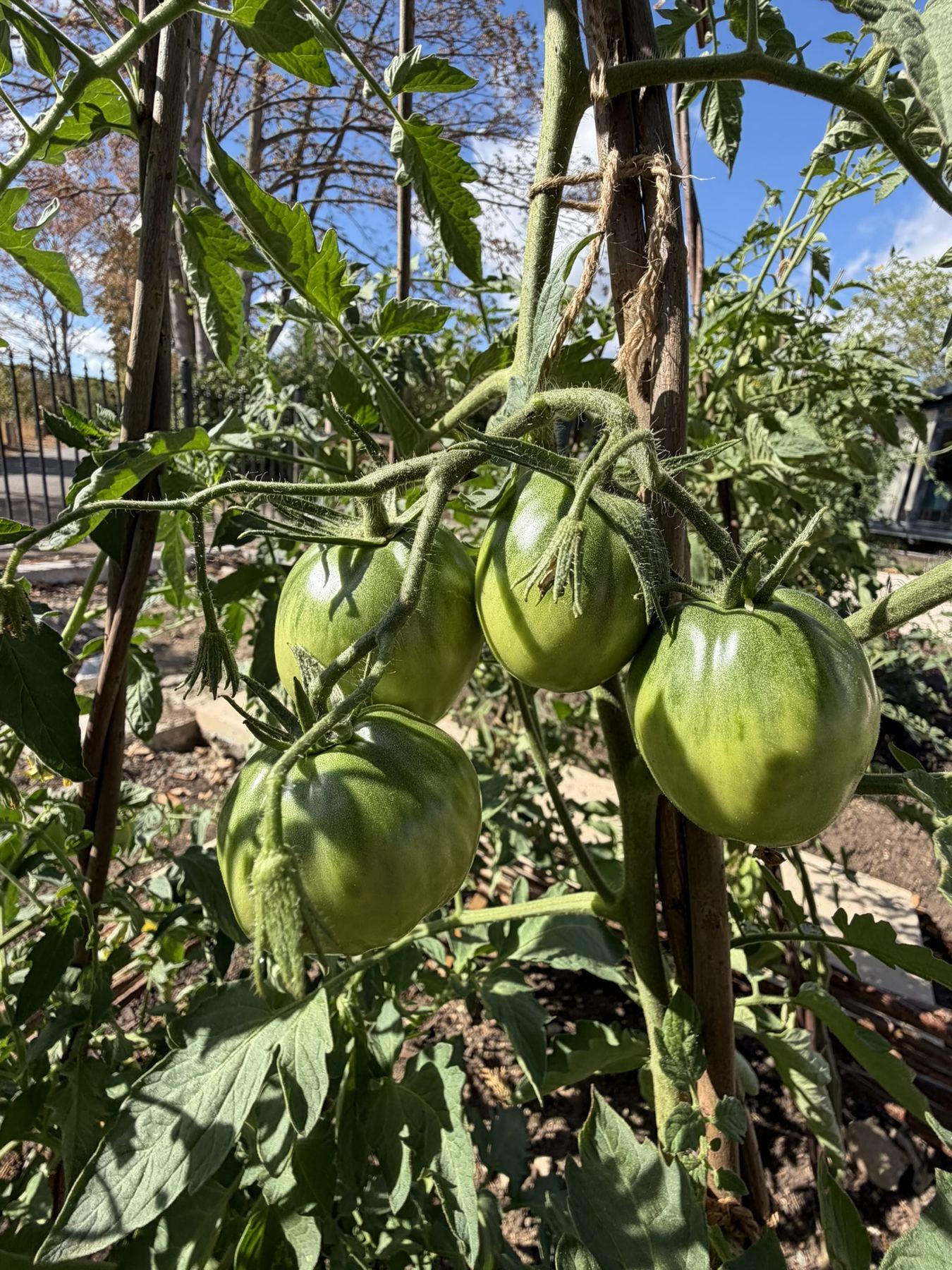 Tomatoes ripening