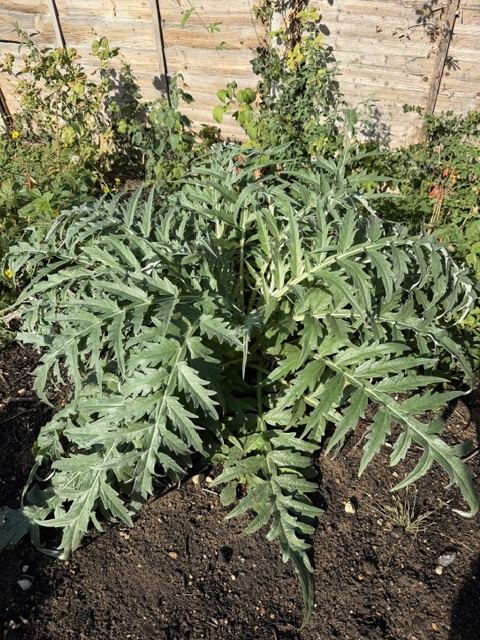Artichoke in the raised beds